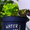 5 Tips On How to Grow Culinary Herbs on Your Window
